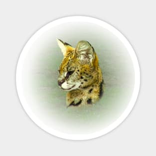 Serval portrait Magnet